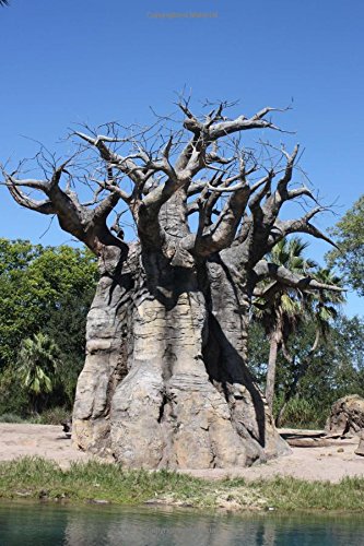 Baobab Trees in Madagascar Journal: 150 page lined notebook/diary