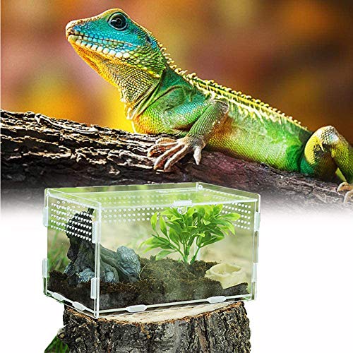 Caja de Alimentación de Insectos, 20X12X12cm Acrílico Transparente Estuche de Cría de Reptiles para Spide, Lagartija, Escorpión, Ciempiés, Rana cornuda, Escarabajo.