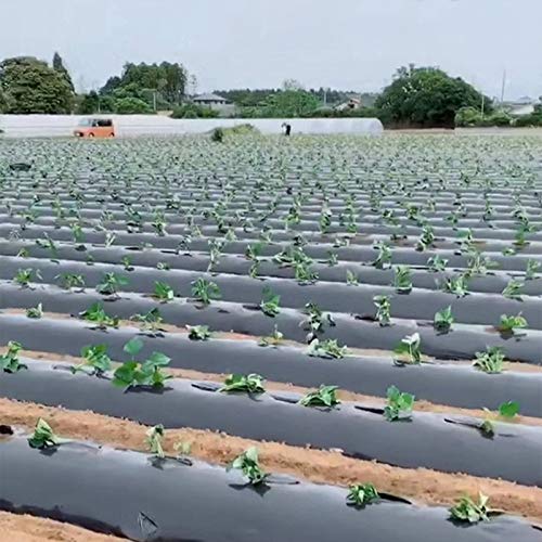 æ— Cubierta de plástico negro, cubierta de tierra de membrana de polietileno con agujeros de siembra, lámina de plástico para jardín de vegetales, 10 x 32.8 pies