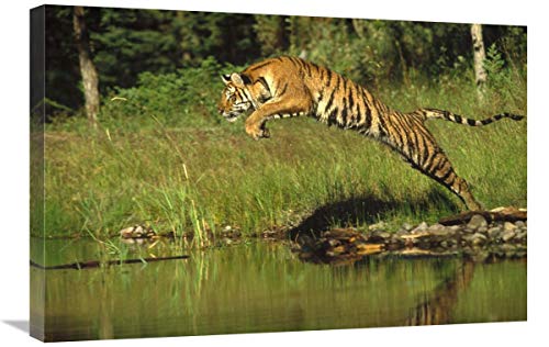 Global Gallery Lienzo de Tigre Siberiano Saltando a través del río, Asia-Canvas Art 76 x 51 cm