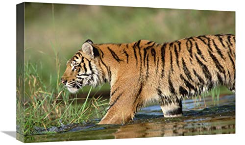 Global Gallery Lienzo Decorativo con diseño de Tigre Siberiano Caminando a través de un río Poco Profundo, 61 x 40,6 cm