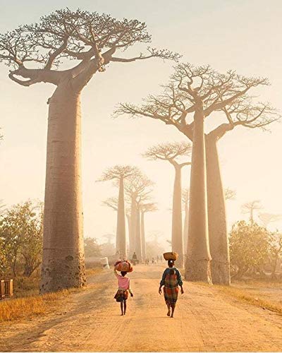 Portal Cool 30 semillas endémicas de Madagascar Baobab Andasonia grandidieri plantas Semillas