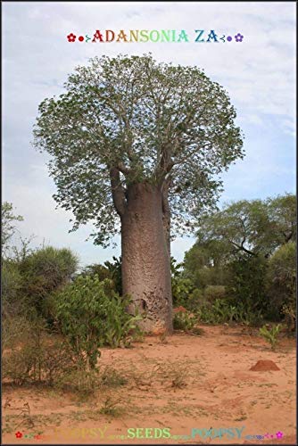 Portal Cool ?? Adansonia Za Semillas ? ? Baobab Madagascar Ãrbol De Plantas Bonsai Caudex ?10