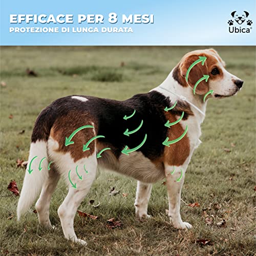 Ubica® Collar antipulgas Perros Collar antiparasitario Perros Grande (+8kg) – Fórmula de Aceites Esenciales de Menta 100% Resistente AL Agua – 3 Pinzas para Garrapatas y un E-Book Gratis