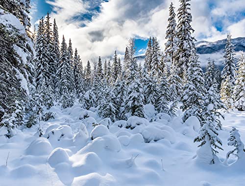 AIIKES 7x5FT Fondo de Invierno Cielo al Aire Libre Fondo de fotografía de Copo de Nieve Bosque de Nieve Blanca Decoración de Fiesta de Navidad Retrato de niño Accesorios de Estudio fotográfico 12-349