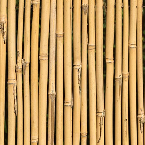 KULTIVERI Varillas de Bambú Naturales Ecológicas. 25 Estacas para Uso Agrícola y Huertos Domésticos. Tutores para Tomateras y Otras Plantas. (120 cm (10-12 mm diámetro))