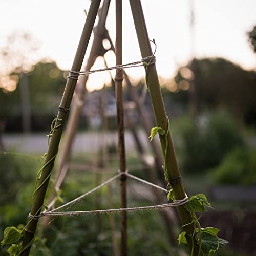 Varillas de Bambú Naturales Ecológicas. 30 Estacas para Uso Agrícola y Huertos Domésticos. Tutores para Tomateras y Otras Plantas. (180 cm (10-12 mm diámetro))