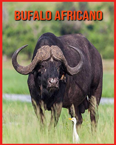 Bufalo Africano: Fatti sorprendenti sui Bufalo Africano