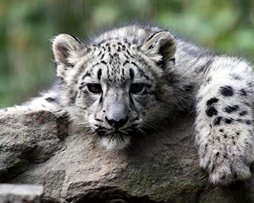 Lsping puzles niños 500 Piezas Cachorro de Leopardo de Las Nieves