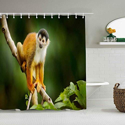 NA Cortina de Ducha Ardilla Macho Capuchino Piel de Mono Saimiri Animales sentados Vida Silvestre Naturaleza Cortinas de baño Impermeables Ganchos incluidos - Ideas Decorativas para el baño