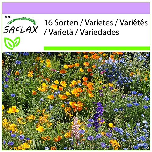 SAFLAX - Pradera de montaña - 1000 semillas - 16 Wildflower Mix