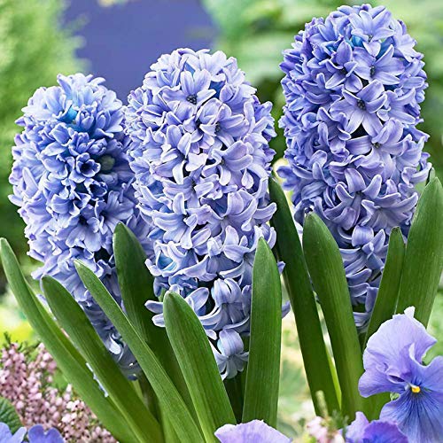 Semillas de flores semillas planta 300pcs/bolsa hyacinth semilla ecológica fácil de plantar flor de jacinto fresco - semillas de jacinto azul