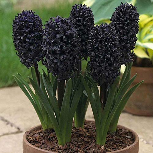 Semillas de flores semillas planta 300pcs/bolsa hyacinth semilla ecológica fácil de plantar flor de jacinto fresco - semillas de jacinto azul