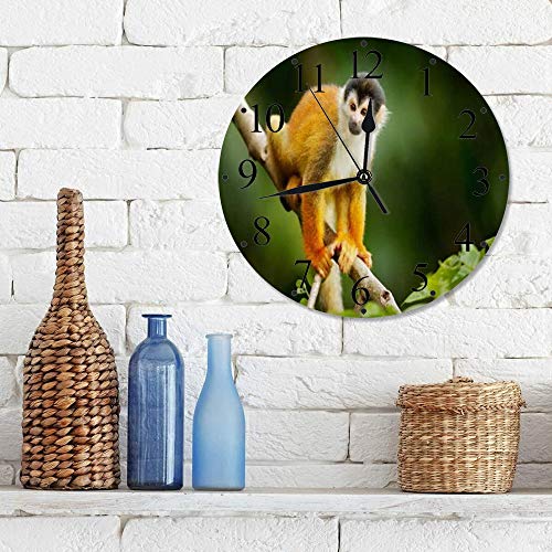 Silencioso Wall Clock Decoración de hogar de Reloj de Redondo,Ardilla Macho Capuchino Mono Piel Saimiri Sentado Animales Fauna Silvestre Naturaleza,para Hogar, Sala de Estar, el Aula