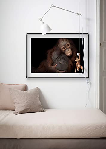 Bornean Orangutan – Tamaño: 70 x 50 cm – Komar – Póster de pared (sin marco) National Geographic