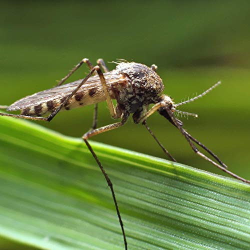 Insecticida persistente para exteriores. Eficaz contra mosquitos y mosquito tigre, ideal para balcones, terrazas y jardines.