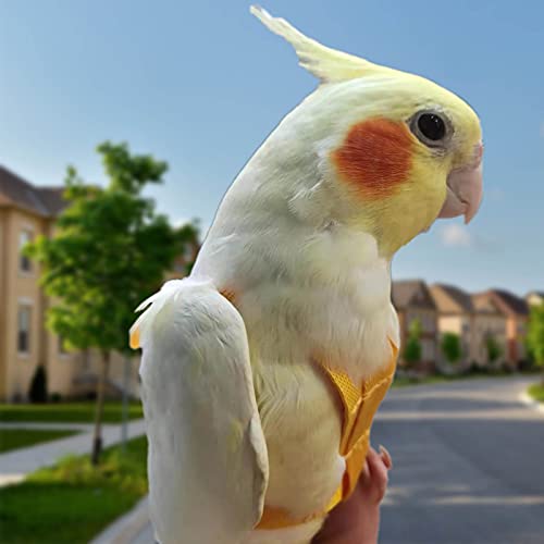 Arnés de loros ajustable para pájaros para mascotas, correa de cuerda de entrenamiento al aire libre, correa elástica antimordedura para pájaros, loros, cacatúas guacamayos (amarillo, XS)