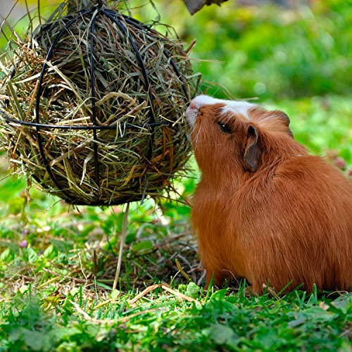 Arquivet Heno prensado para roedores y pequeños mamíferos - Hierba para roedores - Complemento alimenticio roedores - Conejos, cobayas, Hamsters, Ardillas - 1 Kg