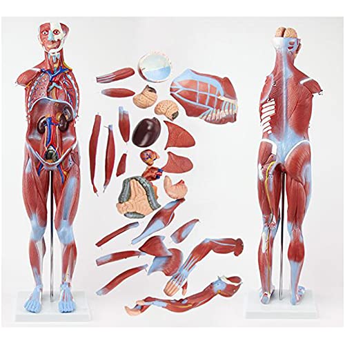 K99 Modelo de Figura Muscular Humana anatómica - Modelo Muscular Humano - 27-Parte, 31.4 Pulgadas de Altura, para los médicos Herramienta educativa de Oficina