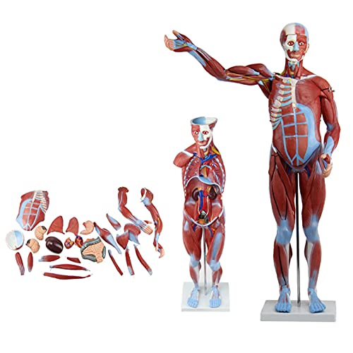 K99 Modelo de Figura Muscular Humana anatómica - Modelo Muscular Humano - 27-Parte, 31.4 Pulgadas de Altura, para los médicos Herramienta educativa de Oficina