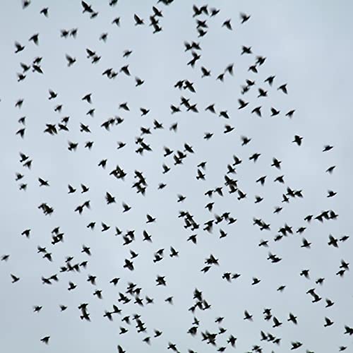 Pájaros Trinando